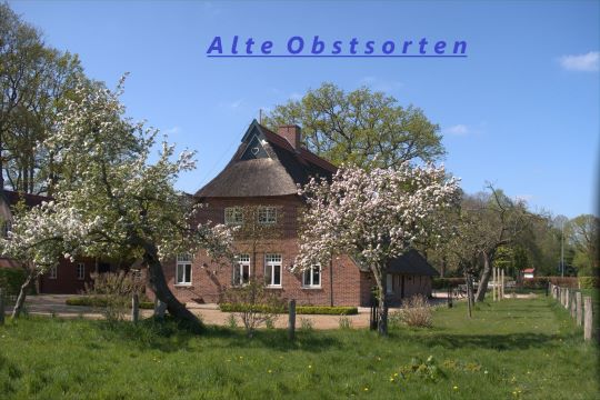 Obstgarten