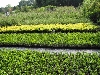 Bilder der Baumschule