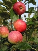 Bilder der Baumschule