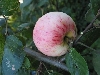 Bilder der Baumschule