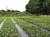 Bilder der Baumschule